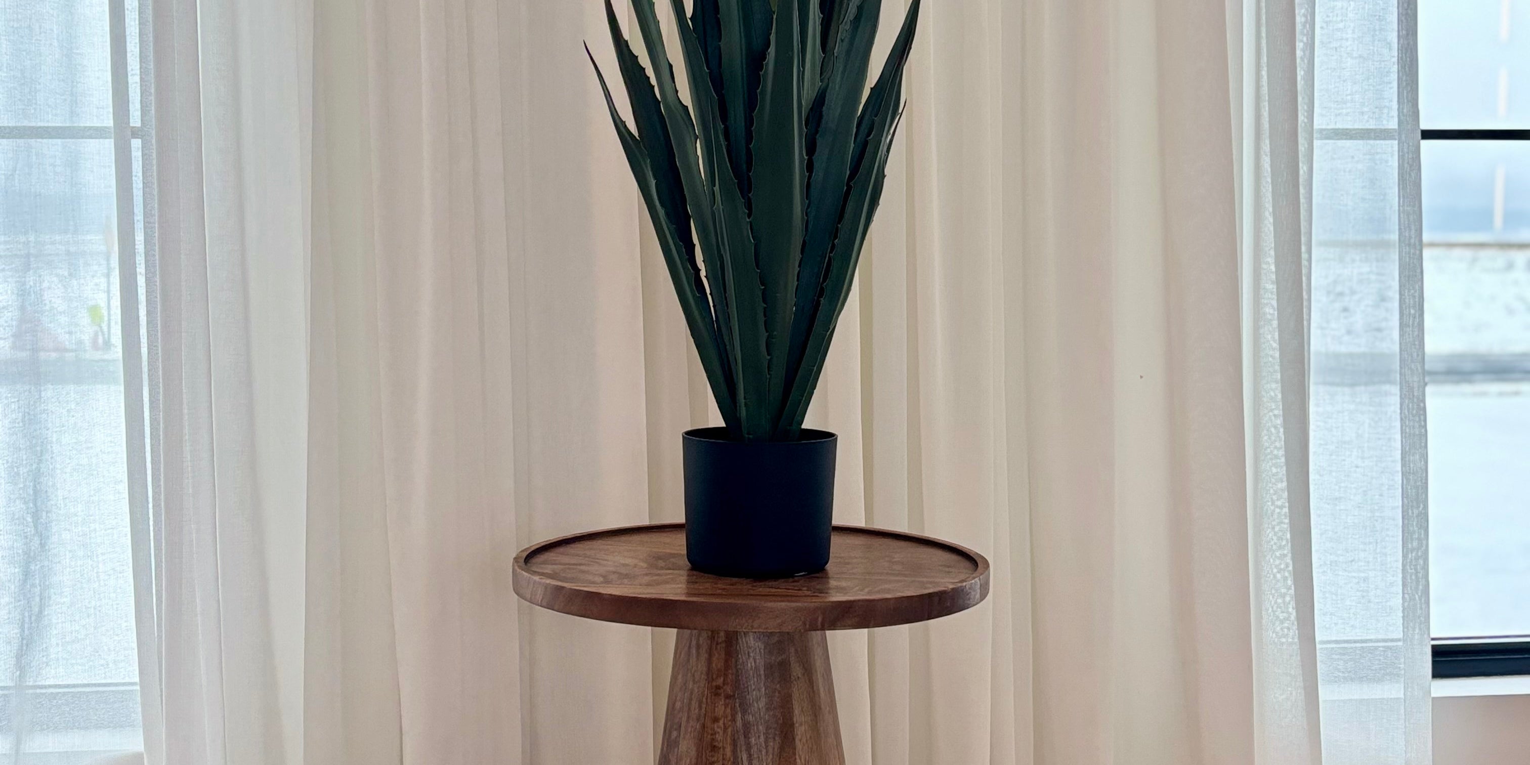 Agave en pot