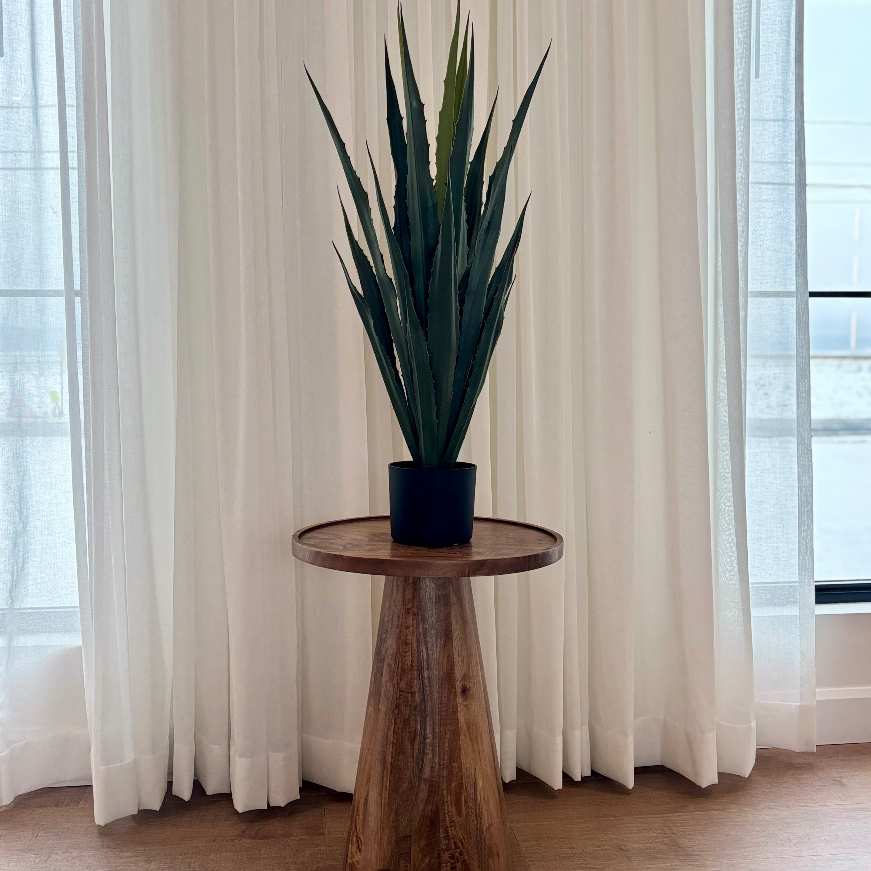 Agave en pot