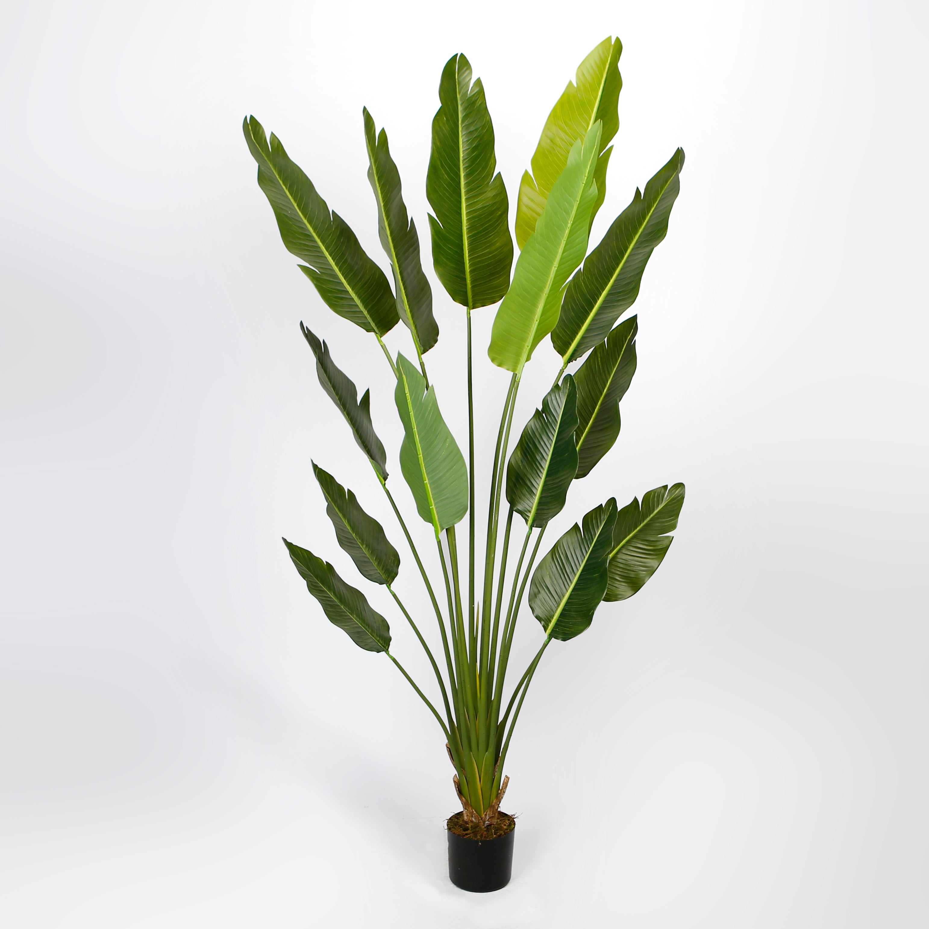 Plante artificielle Strelitzia Estelle 200 cm en pot – Maison OXA