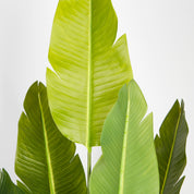 Feuillage réaliste de Strelitzia artificiel — Gaby Maison OXA