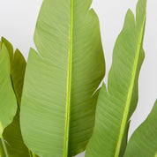 Strelitzia artificiel en pot noir – Estelle 200 cm