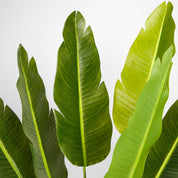 plante artificielle réaliste