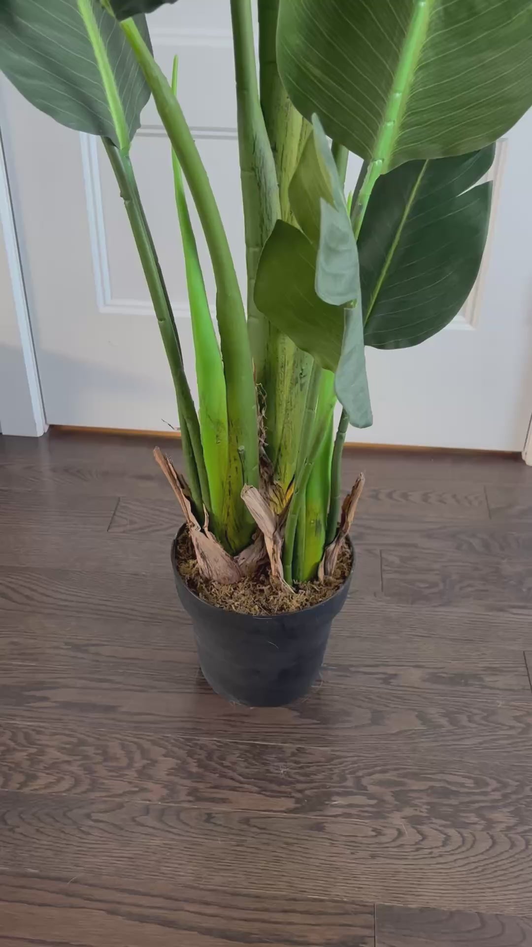 Nola — Arbre Strelitzia artificiel en pot (180 cm)