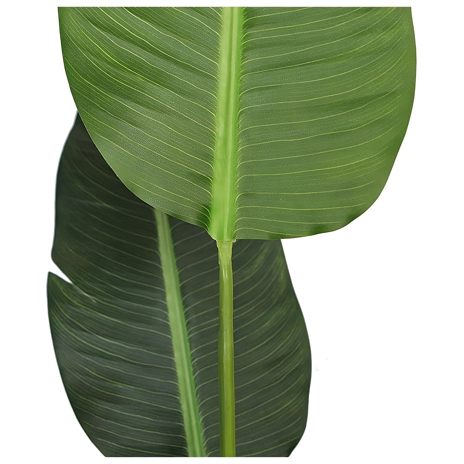 Nola -Oiseau du paradis artificiel en pot