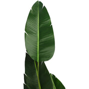 Kelly - Arbre strelitzia artificiel en pot