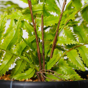 Celeste - Fougère artificielle en pot