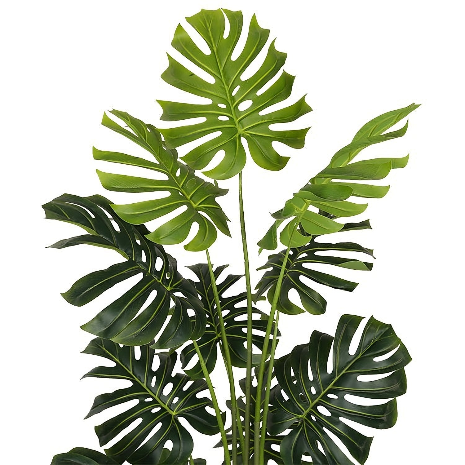 feuille-transformed.jpg
