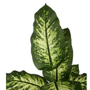 Gibby -Canne du muet (Dieffenbachia) artificielle en pot