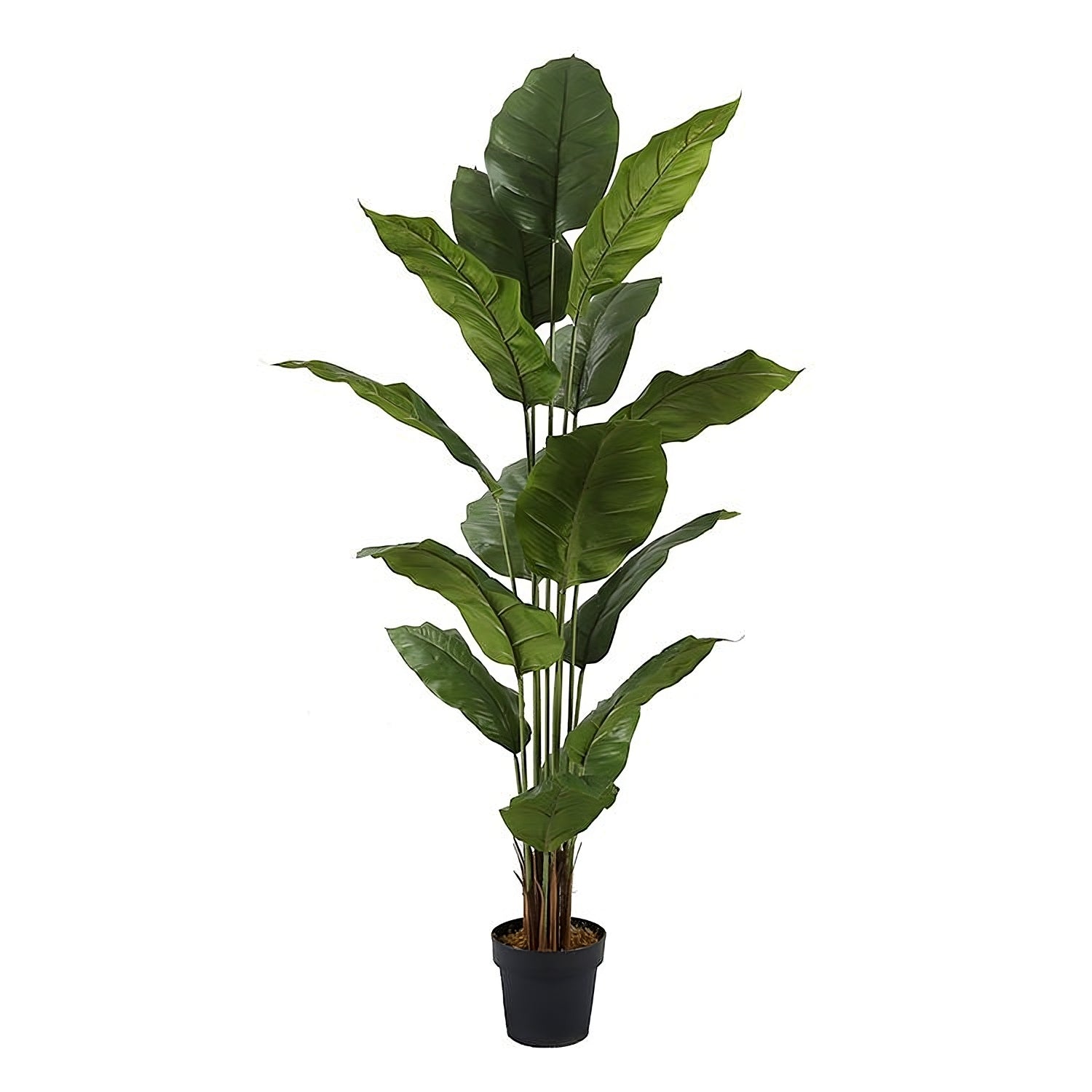 Lola - Lis de la paix artificielle en pot